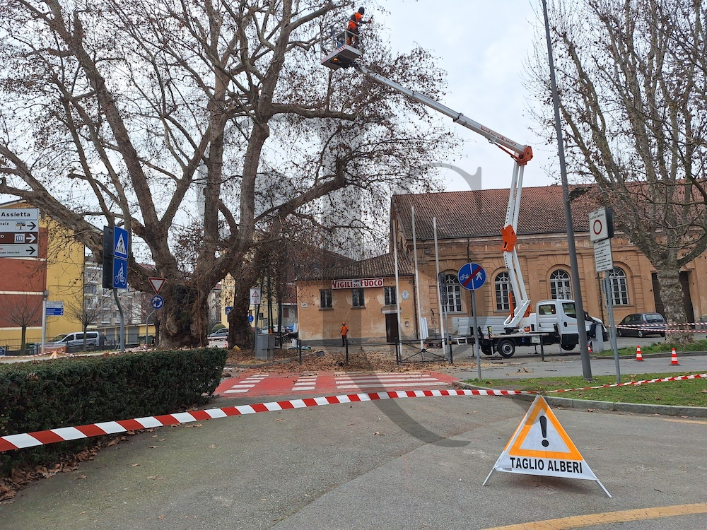La potatura dei platani monumentali a Savigliano